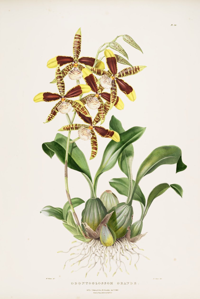 Rossioglossum grande tekijältä Augusta Innes Withers