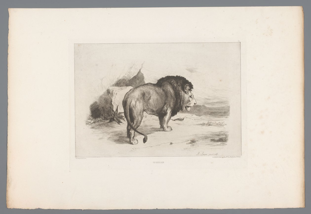 Leijona Un vieux lion (otsikko esineessä) Ranskalaiset etsaukset vuodelta 1874 (sarjan nimi) L