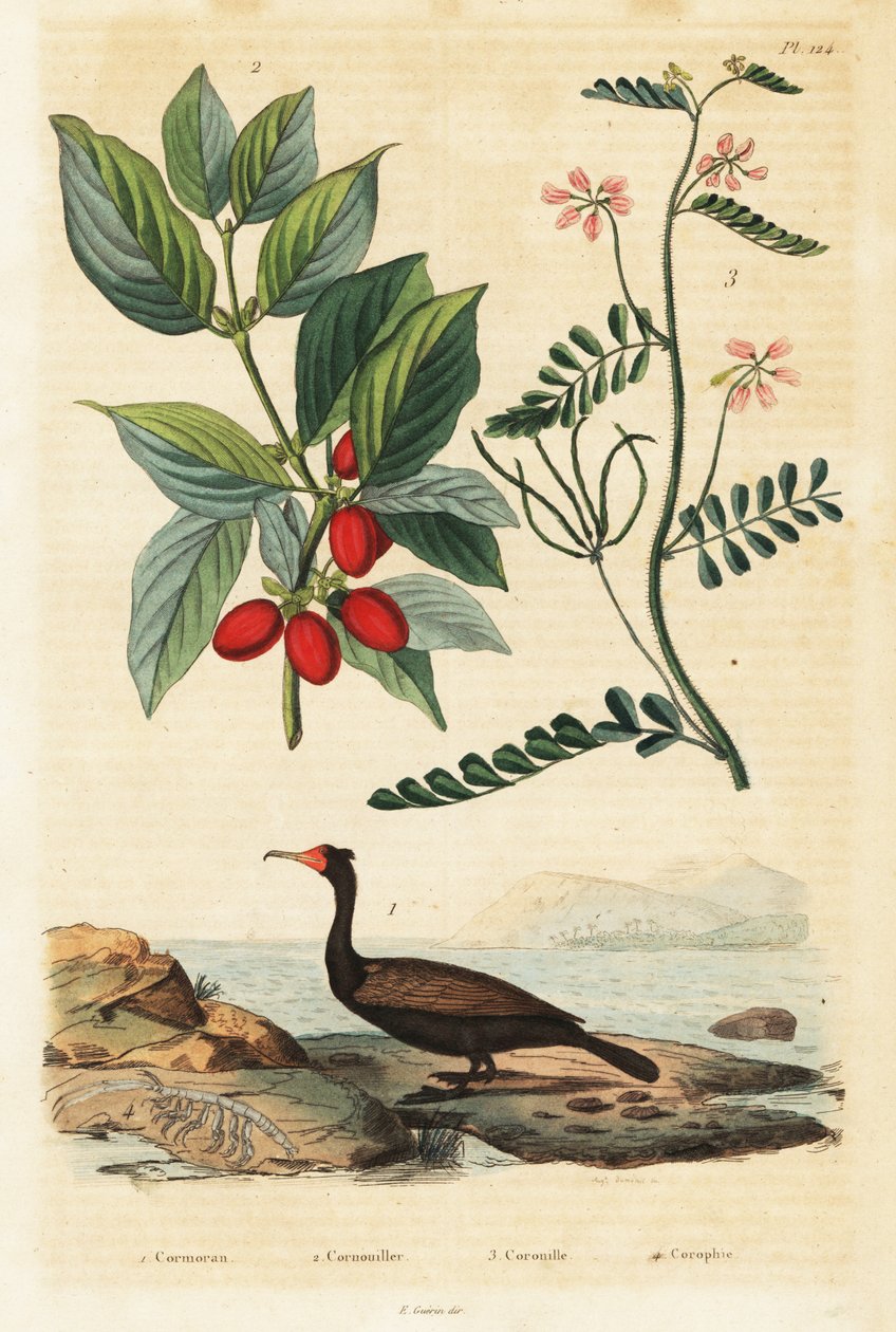Merimetso, korneolikirsikka ja skorpionivirna, 1834-1839 (kaiverrus) tekijältä Auguste Dumenil