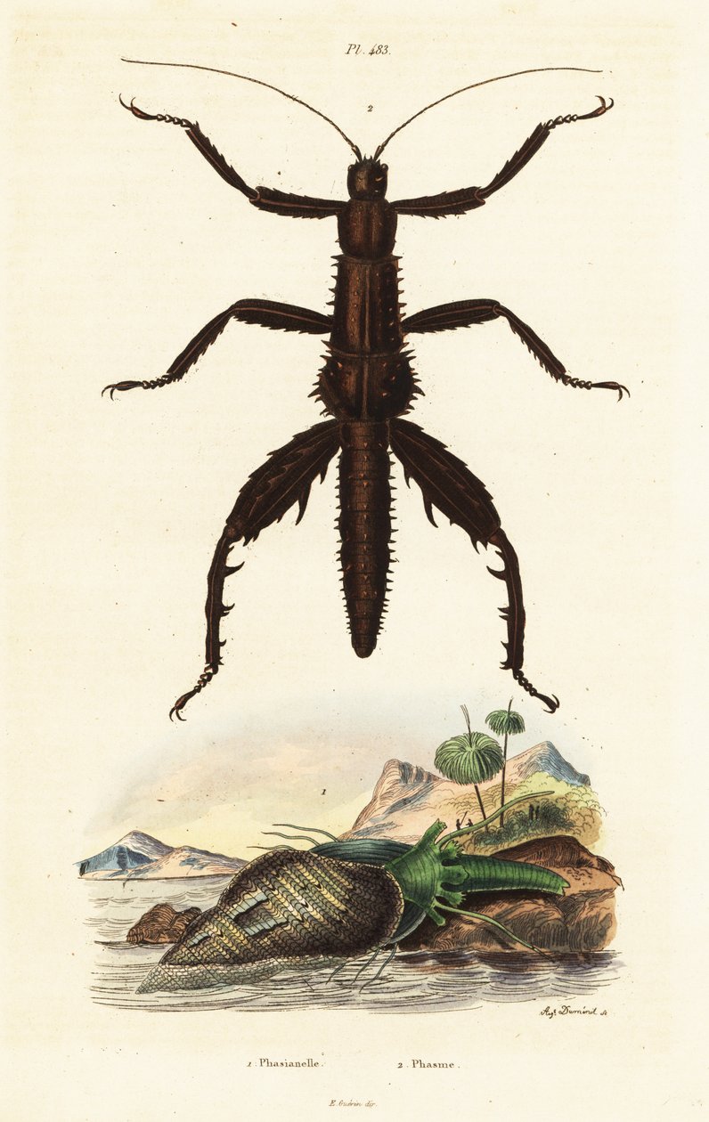 Thorny Devil kävelykeppi ja Australian fasaaninkuori. tekijältä Auguste Dumenil