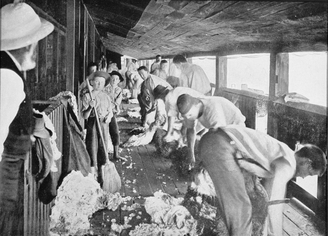Sheep Shearing Shed, Queensland, n. 1900, "Under the Southern Cross - Glimpses of Australia", julkaistu vuonna 1908 tekijältä Australian Photographer