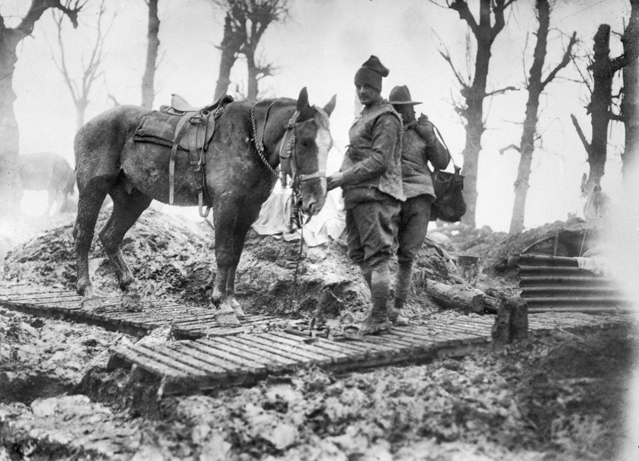 Tykistöhevonen, jota käytettiin ampumatarvikkeiden kuljettamiseen aseisiin, ja sen tunnistamaton australialainen kuljettaja pitkospuuradalla Mametzin ja Montaubanin välillä, joulukuu 1916 tekijältä Australian Photographer