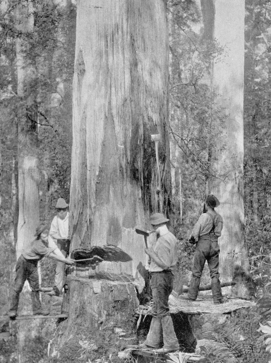 Blue-Gum Tree -puun kaataminen Huon Forestissa, Tasmaniassa, noin 1900, vuonna 1908 julkaistusta Under the Southern Cross - Glimpses of Australia -julkaisusta tekijältä Australian Photographer
