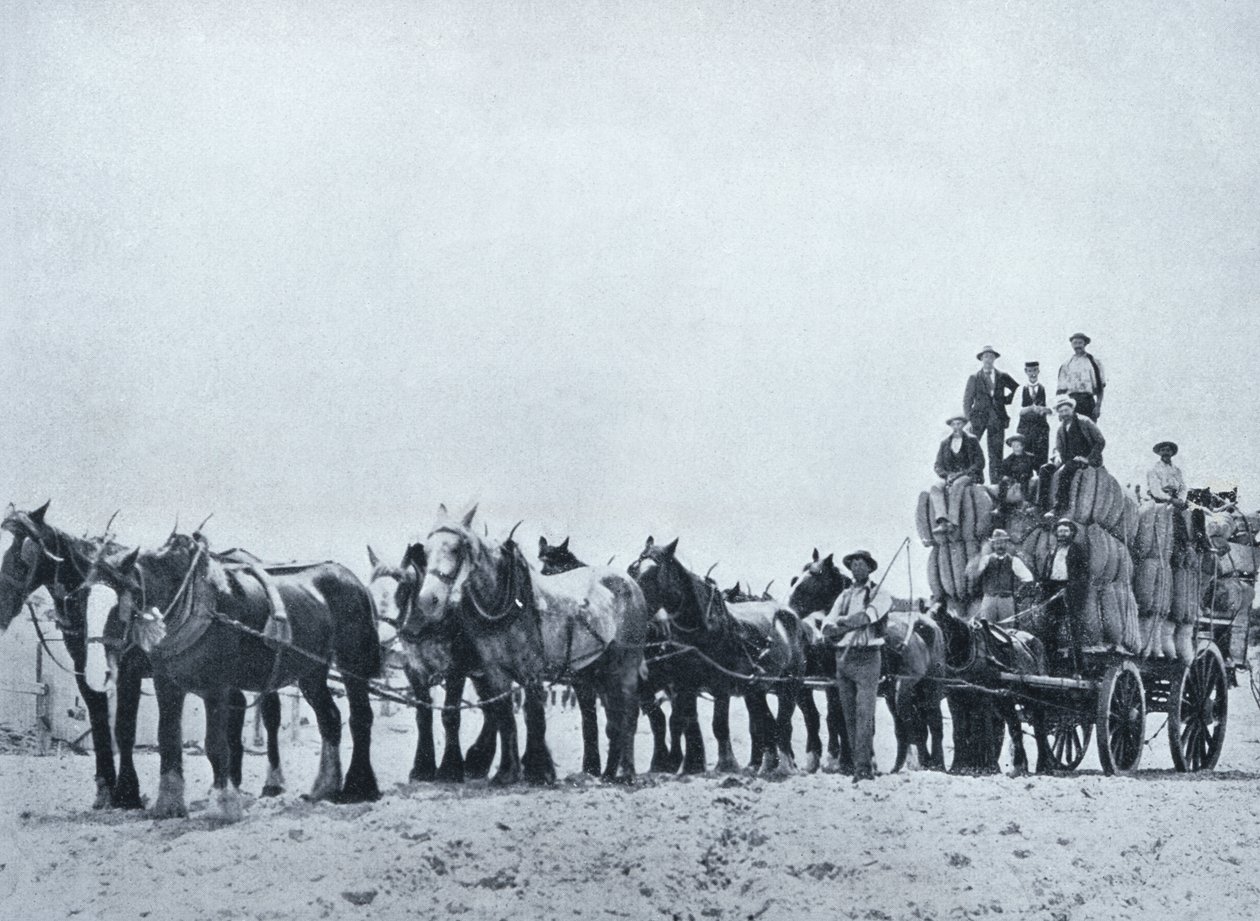 Villankuljetustiimi, Länsi-Australia, n. 1900, julkaisusta Under the Southern Cross - Glimpses of Australia, julkaisija Department of External Affairs, Melbourne, 1908 tekijältä Australian Photographer