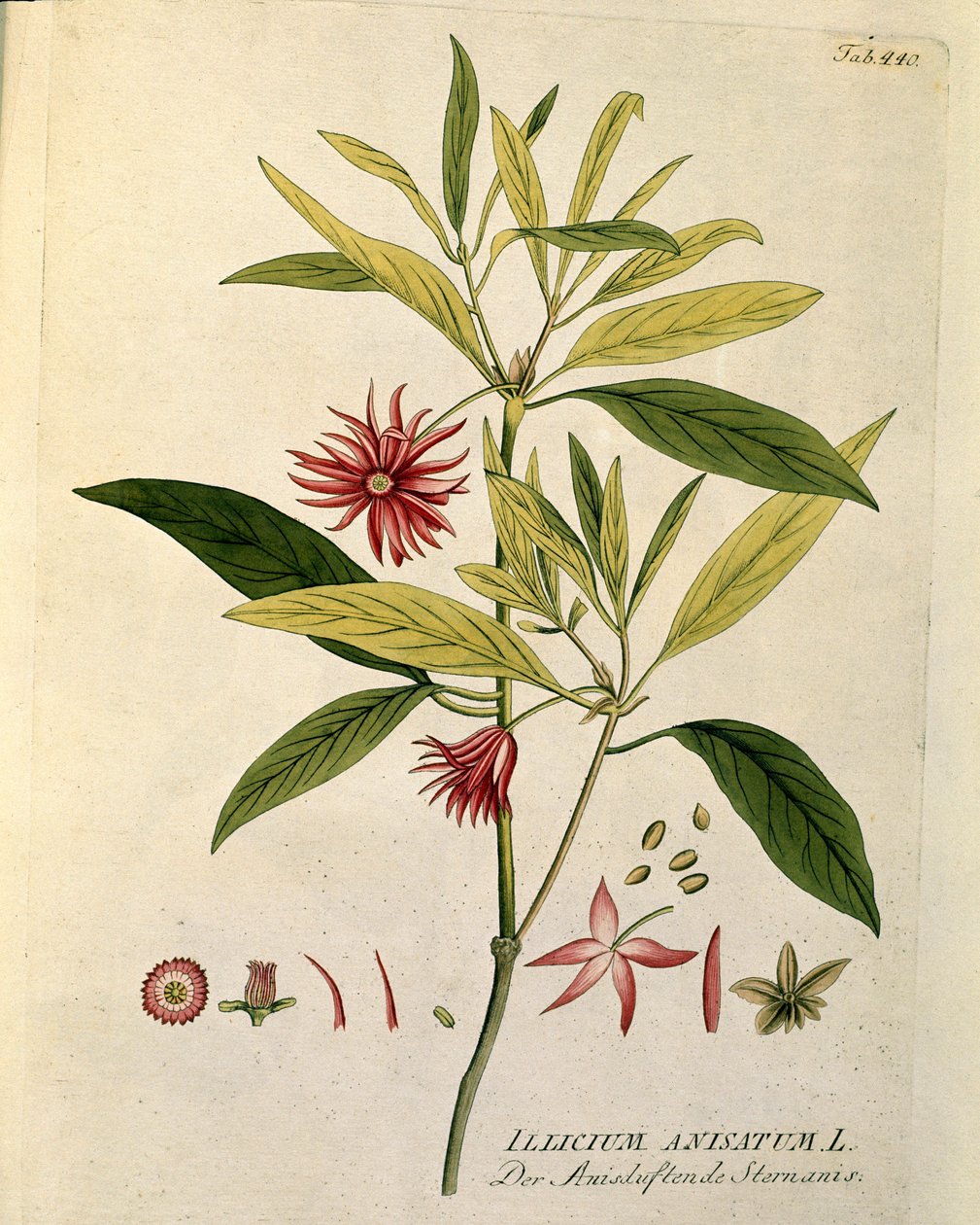Kasvitieteellinen: ""Anis star"" (Illicium anisatum) Levy piirretty "Medicinalium secundum Linnaei digestarum" -lajista Joseph Jacobi Plenck (1735-1807) 1788-1803 Yksityinen kokoelma tekijältä Austrian School