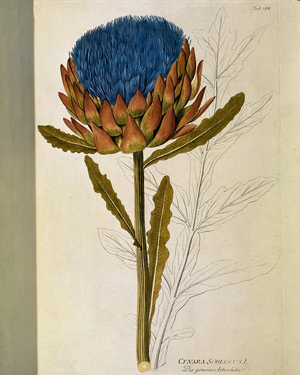 Kasvitieteellinen: "" Artisokka"" (Cynara scolymus) Levy, joka on piirretty Joseph Jacobi Plenckin (1735-1807) "Medicinalium secundum Linnaei digestarumista" 1788-1803 Yksityinen kokoelma tekijältä Austrian School
