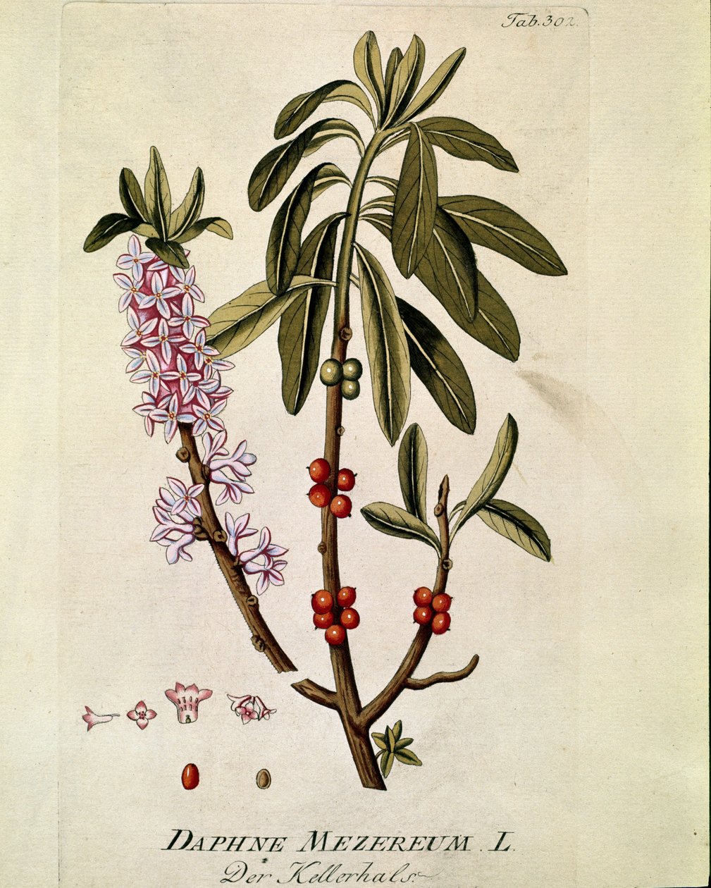 Kasvitieteellinen: ""Bois-joli"" (Bois joli) (tai Bois-gentil, Bois gentile) (Daphne mezereum) Lankku, joka on piirretty Joseph Jacobi Plenckin (1735-1807) "Medicinalium secundum Linnaei digestarum" -lajista" 1788-1803 Yksityinen kokoelma tekijältä Austrian School