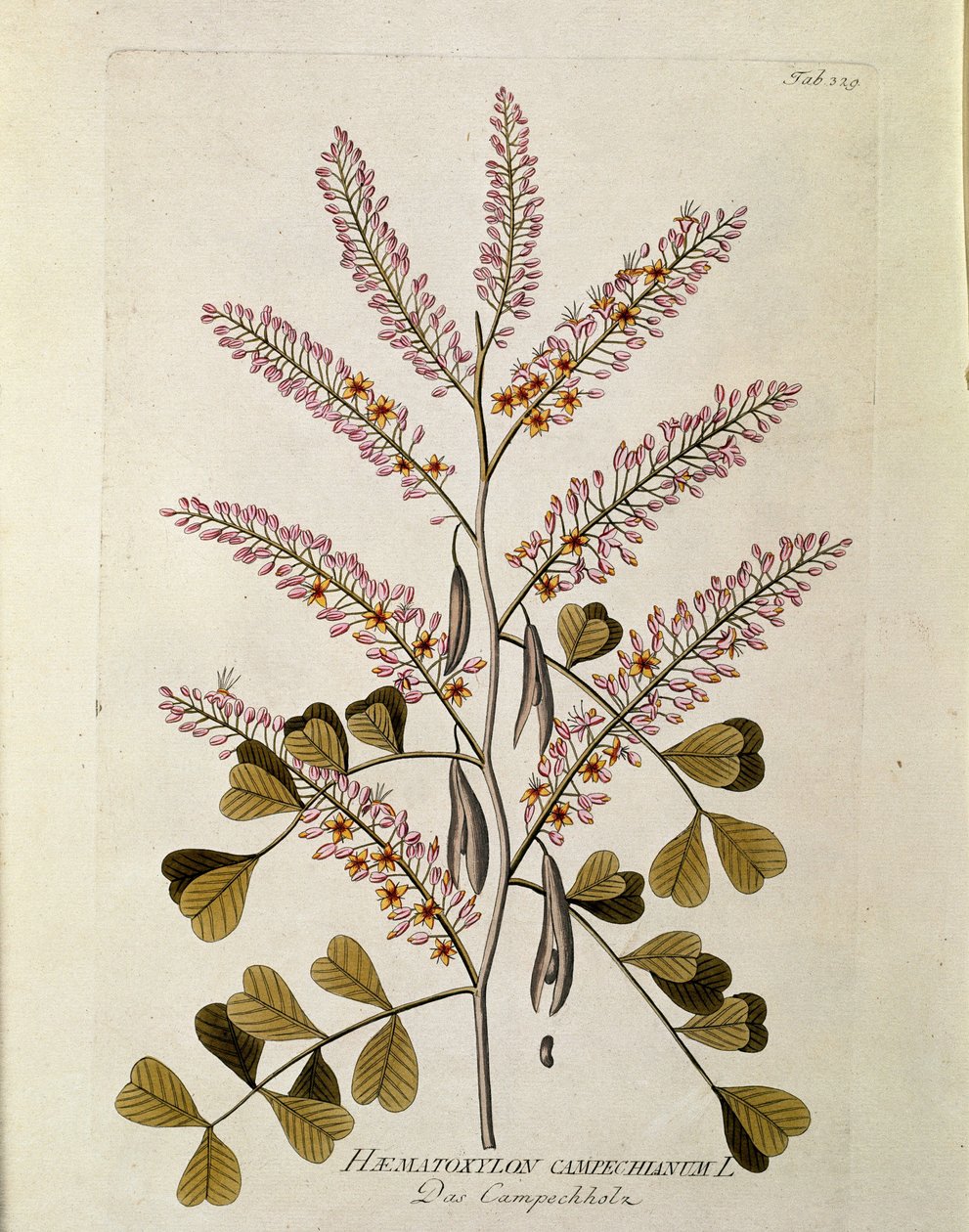 Kasvitieteellinen: ""Campeche"" (Haematoxylon campechianum) Lankku, joka on piirretty Joseph Jacobi Plenckin (1735-1807) "Medicinalium secundum Linnaei digestarumista" 1788-1803 Yksityinen kokoelma tekijältä Austrian School