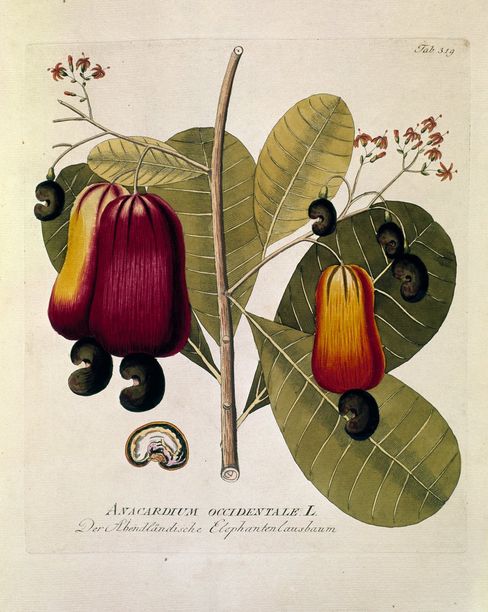 Kasvitieteellinen: "Cashew-pähkinät" (Western Anacardium) Joseph Jacobi Plenckin (1735-1807) "Medicinalium secundum Linnaei digestarum" -teoksesta (1788-1803) peräisin oleva levy Yksityiskokoelma tekijältä Austrian School