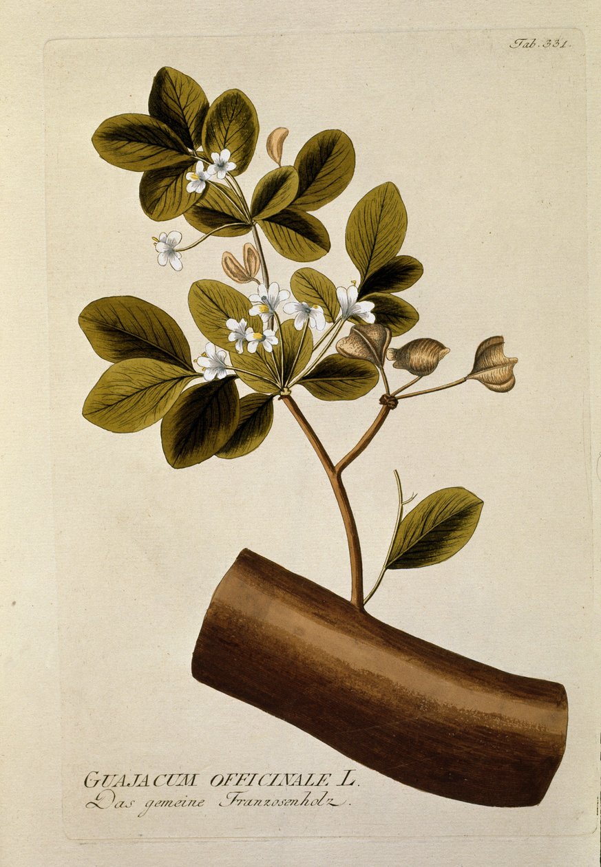 Kasvitieteellinen: "" Guajacun officinale"" Levy, joka on piirretty Joseph Jacobi Plenckin (1735-1807) julkaisusta "Medicinalium secundum Linnaei digestarum" 1788-1803 Yksityinen kokoelma tekijältä Austrian School