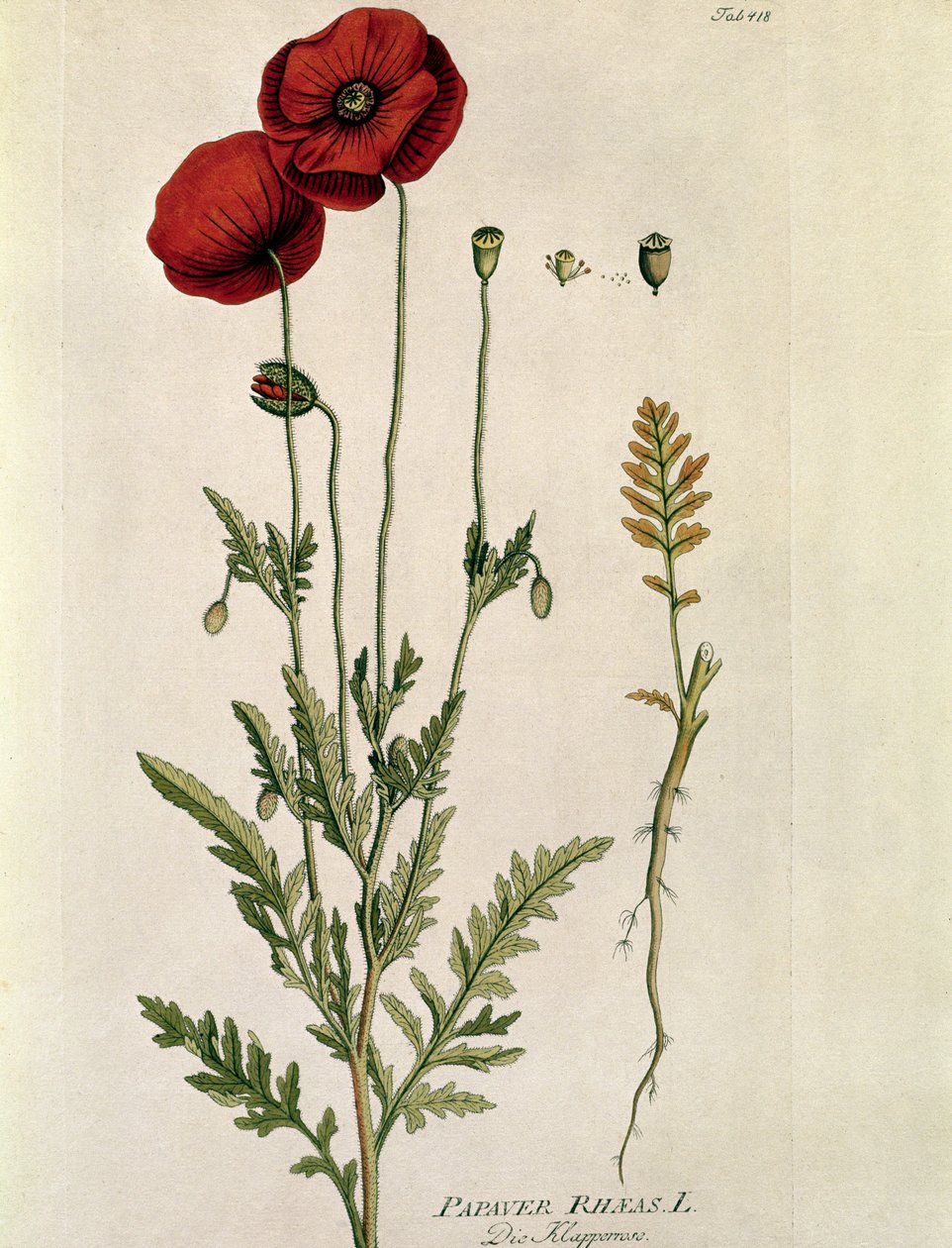 Kasvitieteellinen: ""Red Poppy"" (Papaver rhaeas) Levy piirretty "" Medicinalium secundum Linnaei Digestarumósta, kirjoittanut Joseph Jacobi Plenck (1735-1807) 1788-1803 Yksityinen kokoelma tekijältä Austrian School
