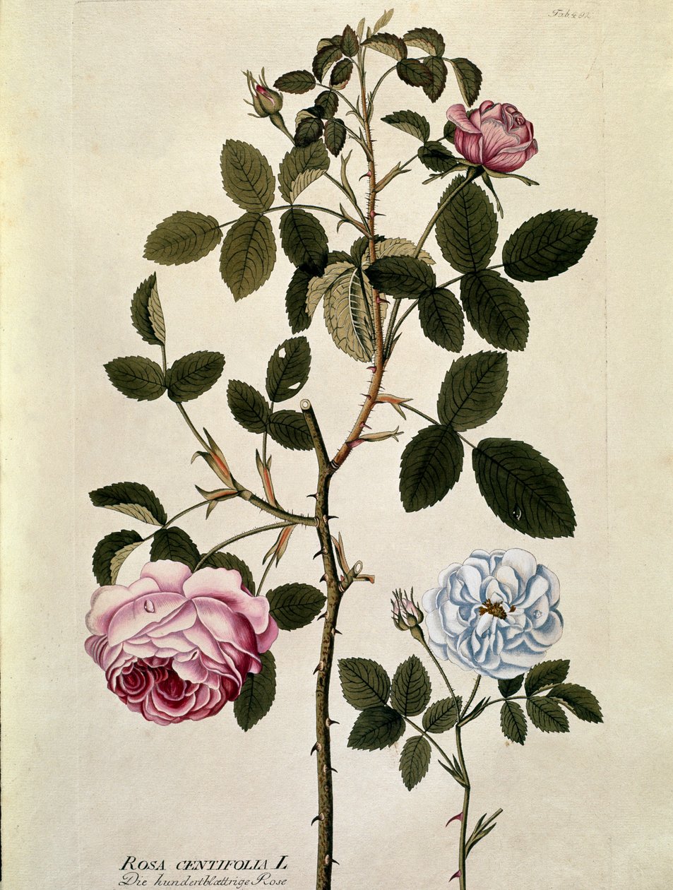Kasvitieteellinen: Satalehtinen ruusu (Rosa centifolia) Joseph Jacobi Plenckin (1735-1807) "Medicinalium secundum Linnaei digestarum" -lajista piirretty lautanen 1788-1803 Yksityinen kokoelma tekijältä Austrian School