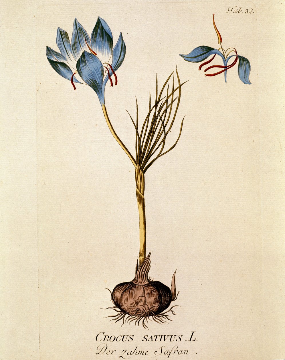 Kasvitieteellinen: "Sahrami" (Crocus sativum) Joseph Jacobi Plenckin (1735-1807) "Medicinalium secundum Linnaei digestarum" -teoksesta (1788-1803) peräisin oleva levy Yksityiskokoelma tekijältä Austrian School