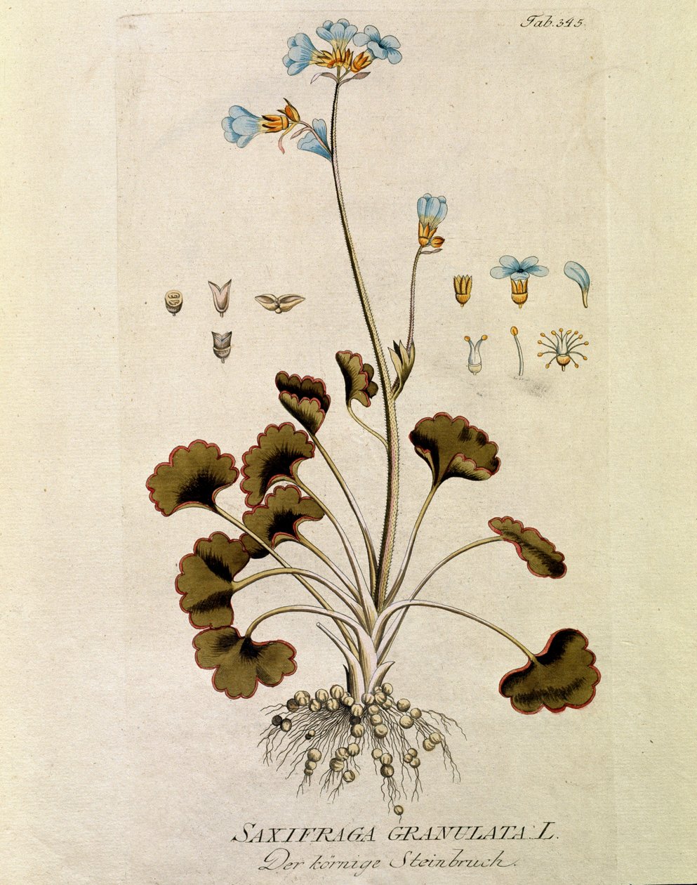 Kasvitieteellinen: "Saxifrage granule" (Saxifraga granulata) Joseph Jacobi Plenckin (1735-1807) "Medicinalium secundum Linnaei digestarum" -lajista otettu levy 1788-1803 Yksityinen kokoelma tekijältä Austrian School