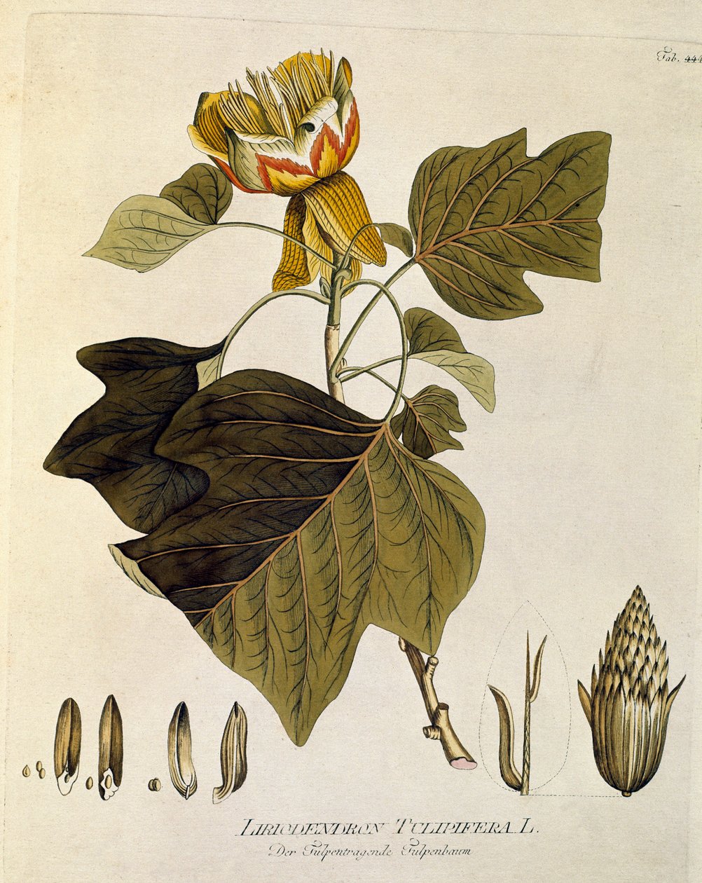 Kasvitieteellinen: "Virginian tulppaani" (Liriodendron tulipifera) Lankku piirretty Joseph Jacobi Plenckin (1735-1807) teoksesta "Medicinalium secundum Linnaei digestarum" 1788-1803 Yksityiskokoelma tekijältä Austrian School