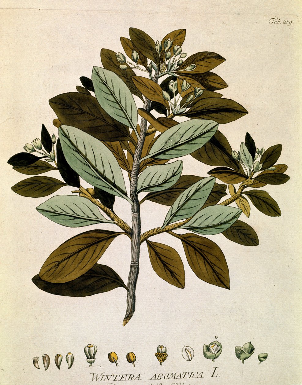 Kasvitieteellinen: "Talvikuori" (Wintera aromatica) Lankku otettu Joseph Jacobi Plenckin (1735-1807) "Medicinalium secundum Linnaei digestarum" -teoksesta 1788-1803 Yksityiskokoelma tekijältä Austrian School