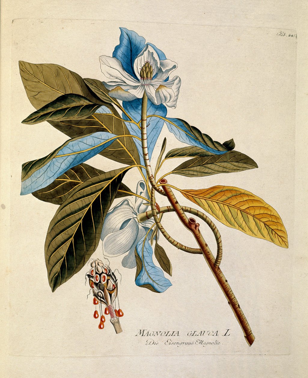 Kasvitieteellinen: ""Magnolia"" Levy, joka on piirretty Joseph Jacobi Plenckin (1735-1807) "Medicinalium secundum Linnaei digestarum" -lajista 1788-1803 Yksityinen kokoelma tekijältä Austrian School