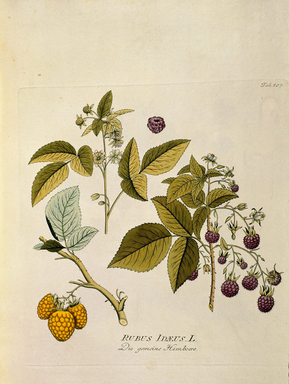 Kasvitieteellinen: "vadelma" (Rubus idaeus) Lankku otettu Joseph Jacobi Plenckin (1735-1807) "Medicinalium secundum Linnaei digestarum" -teoksesta 1788-1803 Yksityiskokoelma tekijältä Austrian School