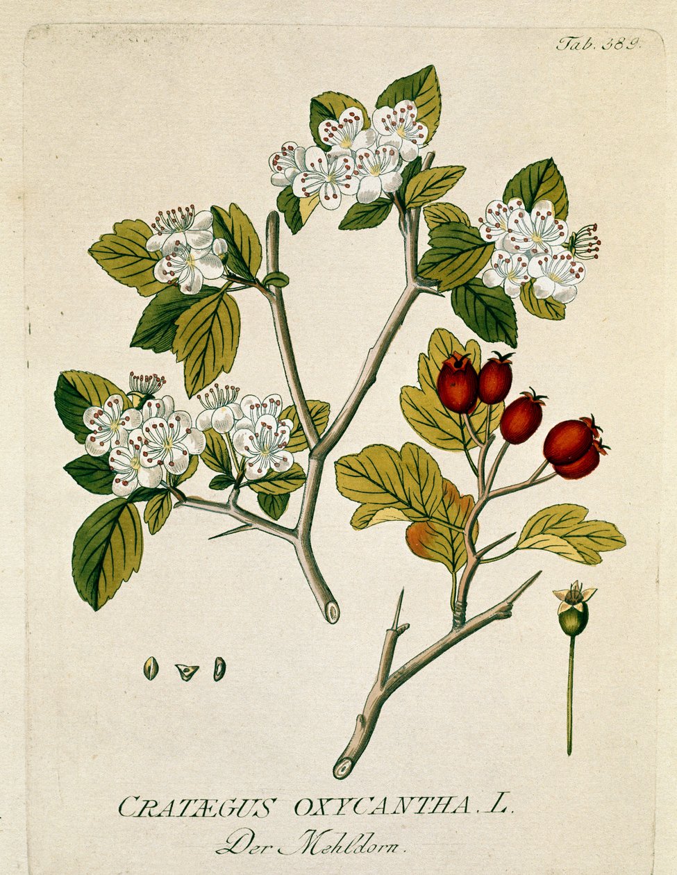 Kasvitieteellinen: "" Spous aubepine"" (Crataegus oxycantha) Lankku, joka on otettu "Medicinalium secundum Linnaei digestarum" -lajista, kirjoittanut Joseph Jacobi Plenck (1735-1807) 1788-1803 Yksityinen kokoelma tekijältä Austrian School