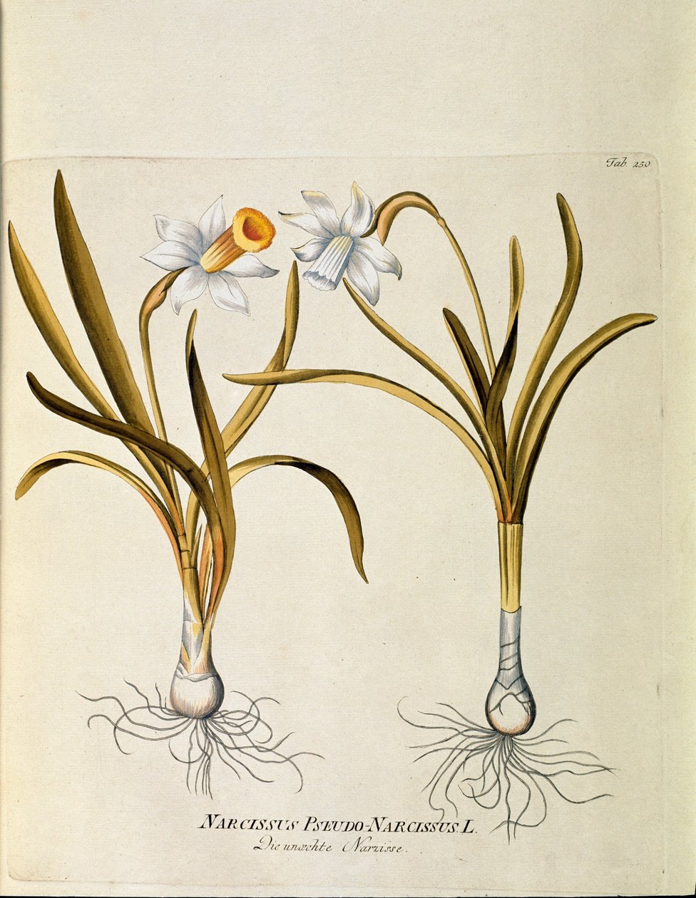 Kasvitieteellinen: ""keltainen narsissi tai trumpetti"" (Narcissus pseudonarcissus) Joseph Jacobi Plenckin (1735-1807) "Medicinalium secundum Linnaei digestarum" -levystä 1788-1803 Yksityinen kokoelma tekijältä Austrian School