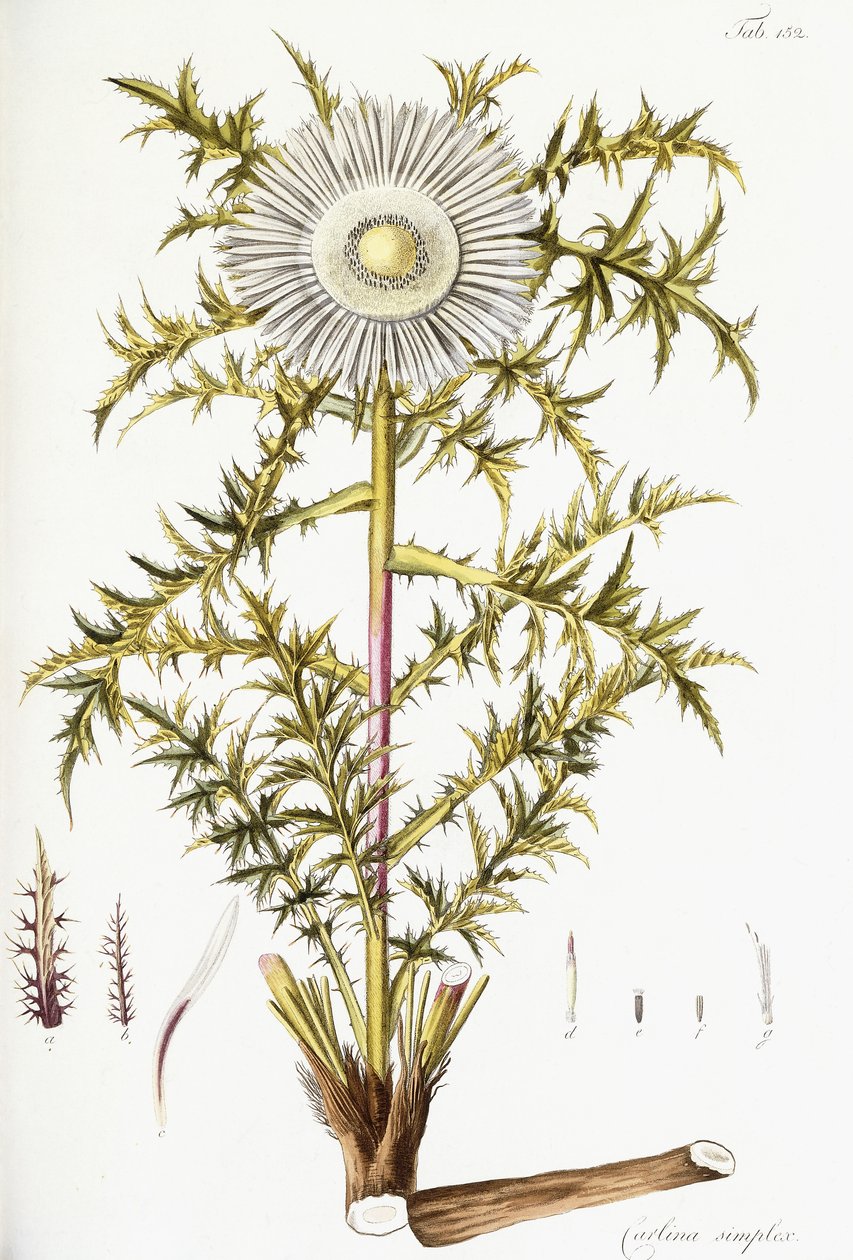 Carlina Simplex tekijältä Austrian School