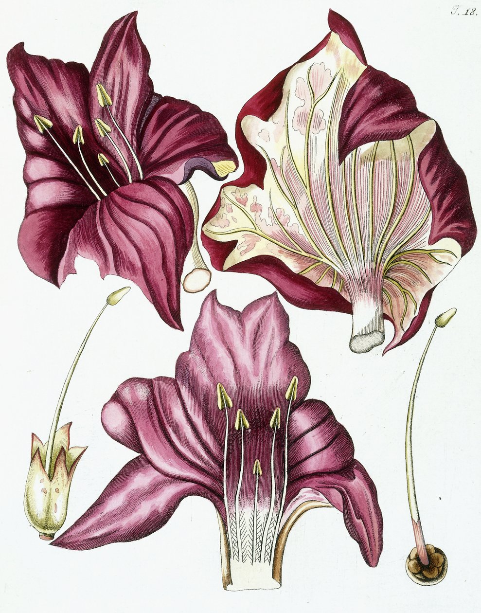 Kuva 18, "Collectanea for Botanica, Chemistry and Natural History with figures", 1786-1796 tekijältä Austrian School