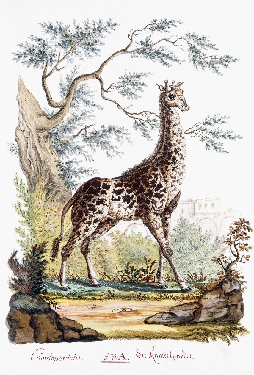 Kirahvi, 1794 tekijältä Austrian School