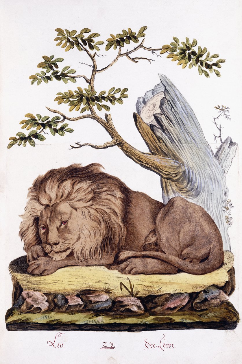 Leijona, 1794 tekijältä Austrian School