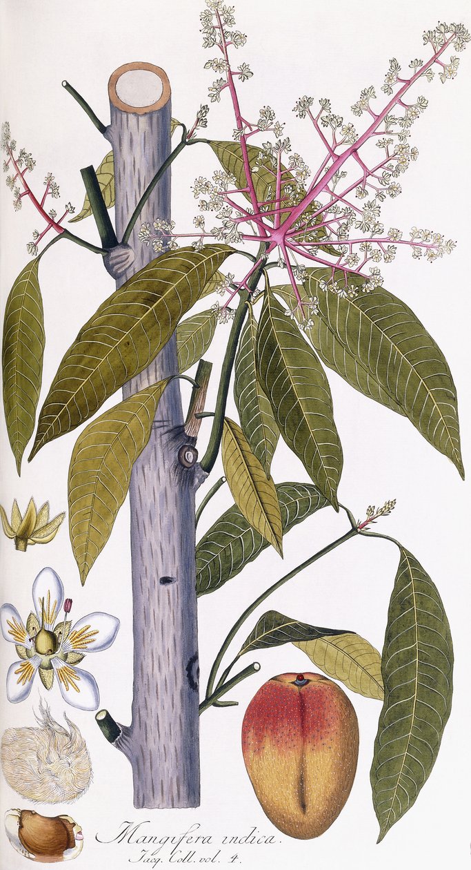 Mangifera indica tekijältä Austrian School