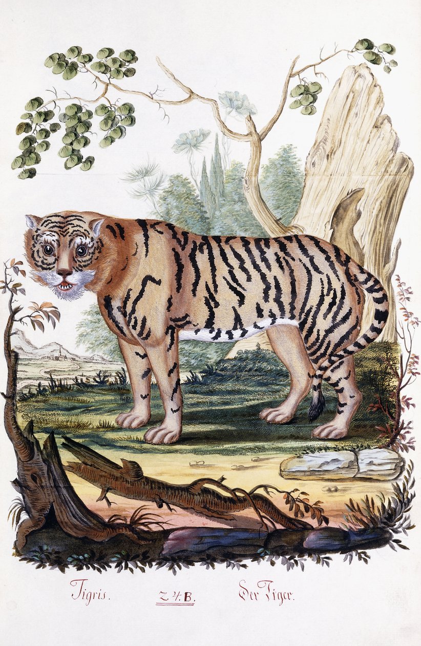 Tiikeri, 1794 tekijältä Austrian School