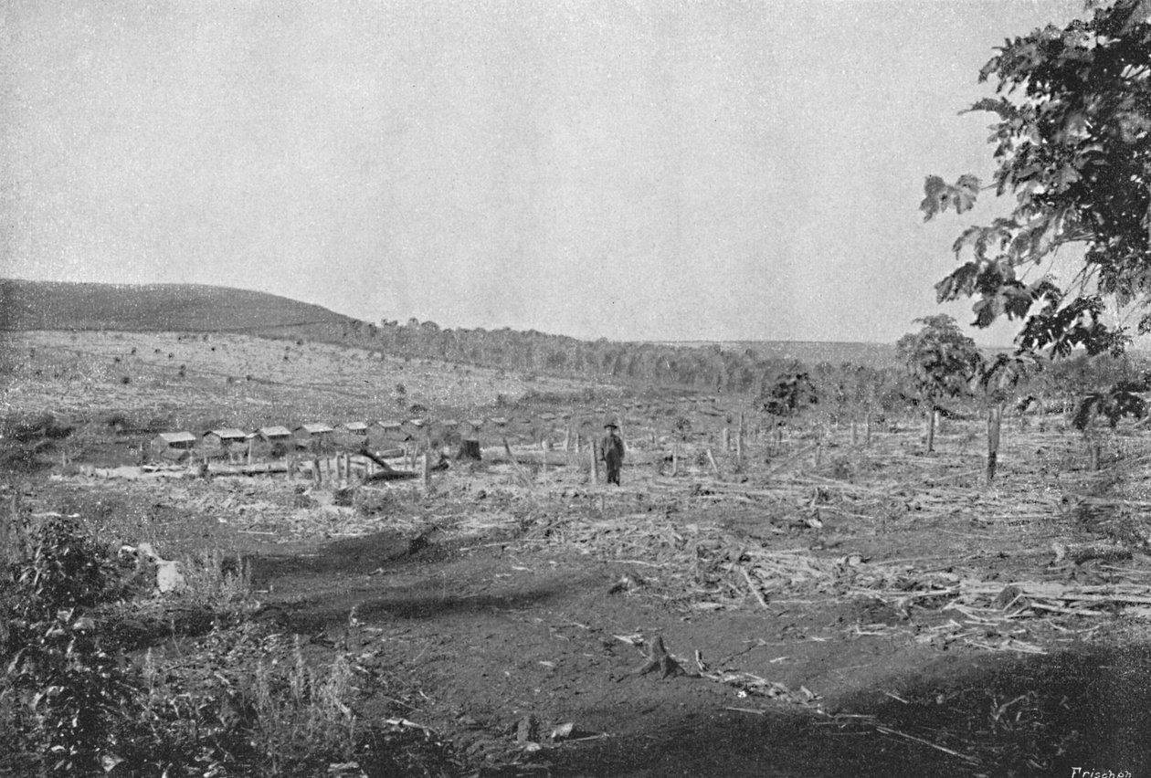 Uusi kahviviljelmä, Uusi kahviviljelmä, 1895 tekijältä Axel Frick