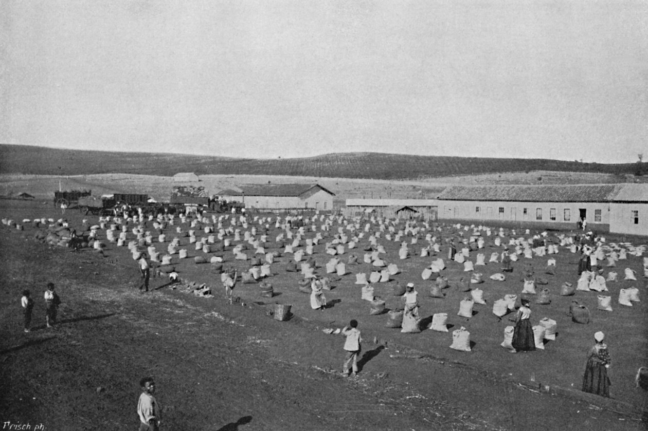 Kahvilan kuivausterassi, kahvinkuivaus ja pakkaus, 1895 tekijältä Axel Frick