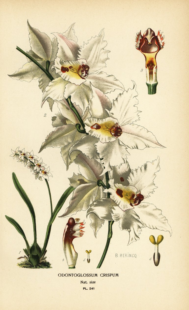 Oncidium alexandrae orkidea, Odontoglossum crispum. Kromolitografia B. Herincqin kuvituksesta Edward Step