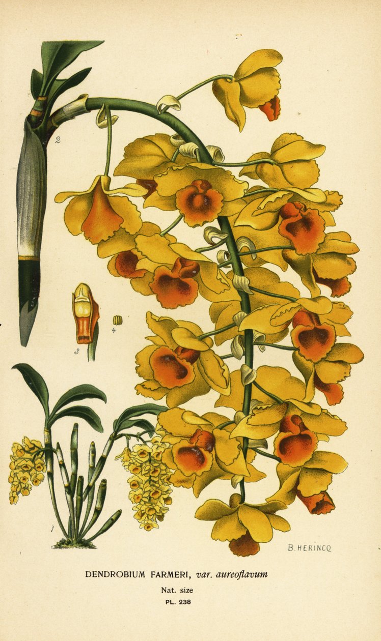 Shi hu shu -orkidea, Dendrobium farmeri var. aureoflavum. Kromolitografia B. Herincqin kuvituksesta Edward Step