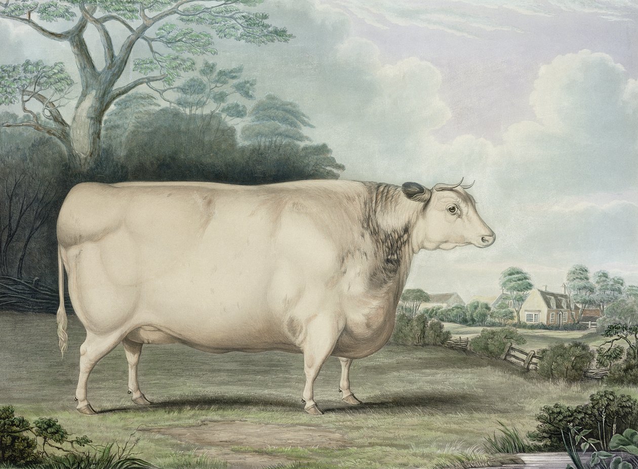 Habertoft Short Horned Prize -lehmä, kaiverrus C. Hunt, 1842 (värikaiverrus) tekijältä B. Hubbard