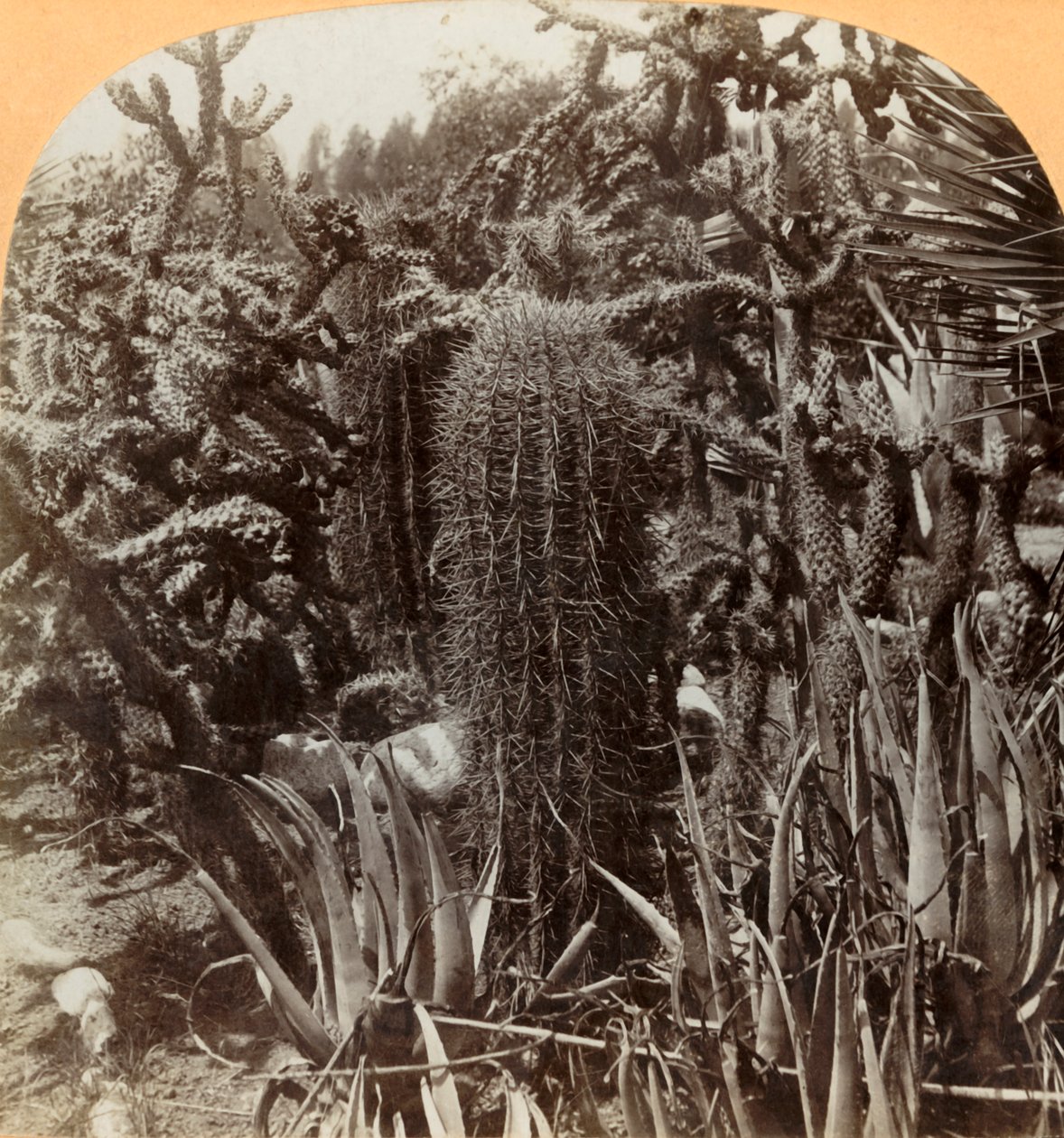 Cactus Garden, Cragin Place, Lake Worth, Florida, c1900. tekijältä B. L. Singley