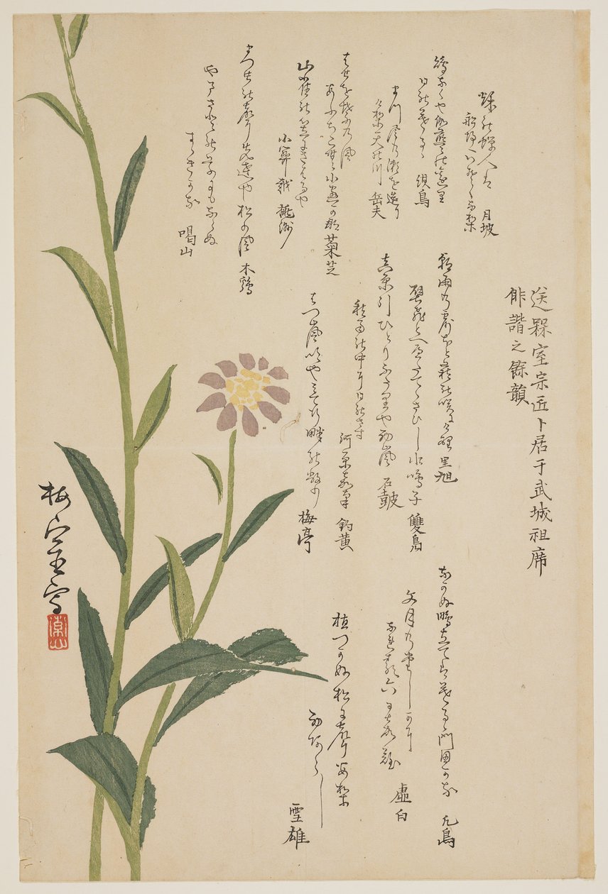 Violetti kukka, n. 1830-1844 (värillinen puupainatus) tekijältä Baishitsu
