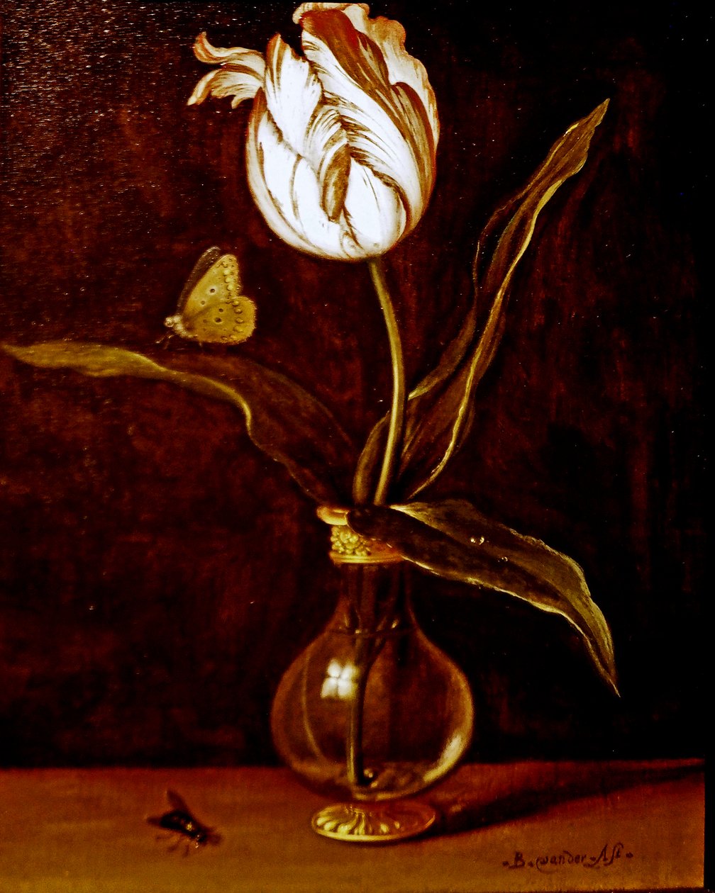 Yksi tulppaani maljakossa tekijältä Balthasar van der Ast