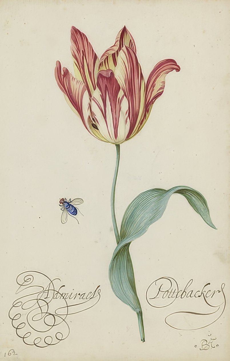 Tutkimus tulppaanista ja kärpästä. 1620-29 tekijältä Balthasar van der Ast