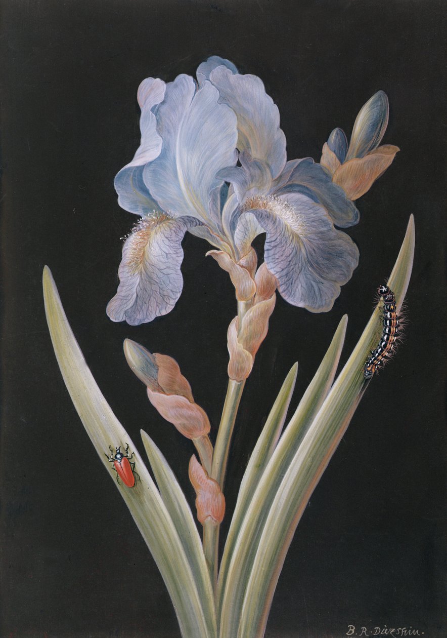 PD.328-1973 Iris germanica toukalla ja kovakuoriaisella (guassi vellumilla) tekijältä Barbara Regina Dietzsch