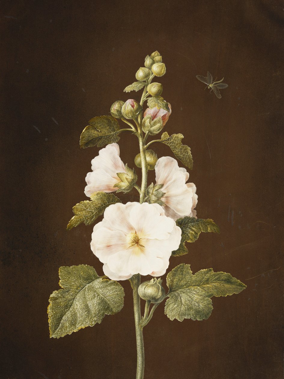 Hollyhock, tekijältä Barbara Regina Dietzsch