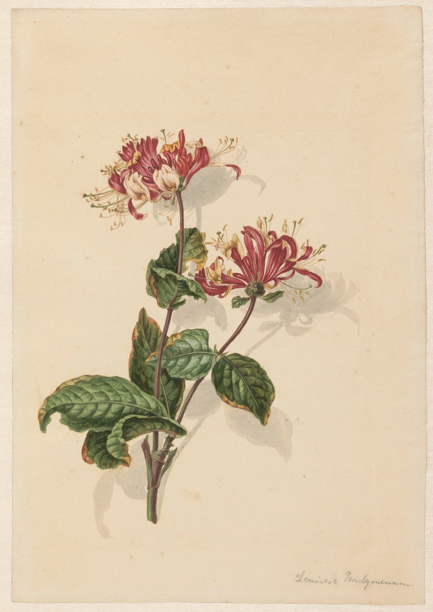 Villin kuusama (Lonicera periclymenum) oksa tekijältä Barend Hendrik Thier