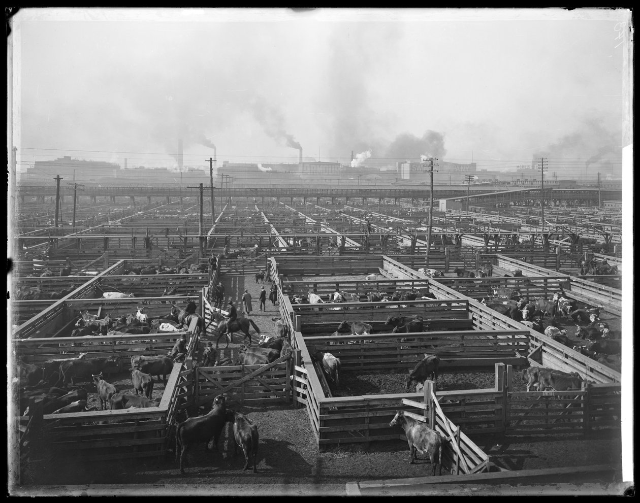 Nautakarsinat Union Stock Yardsissa, Chicagossa, Illinoisissa, USA:ssa, n. 1900 (b/w kuva) tekijältä Barnes and Crosby