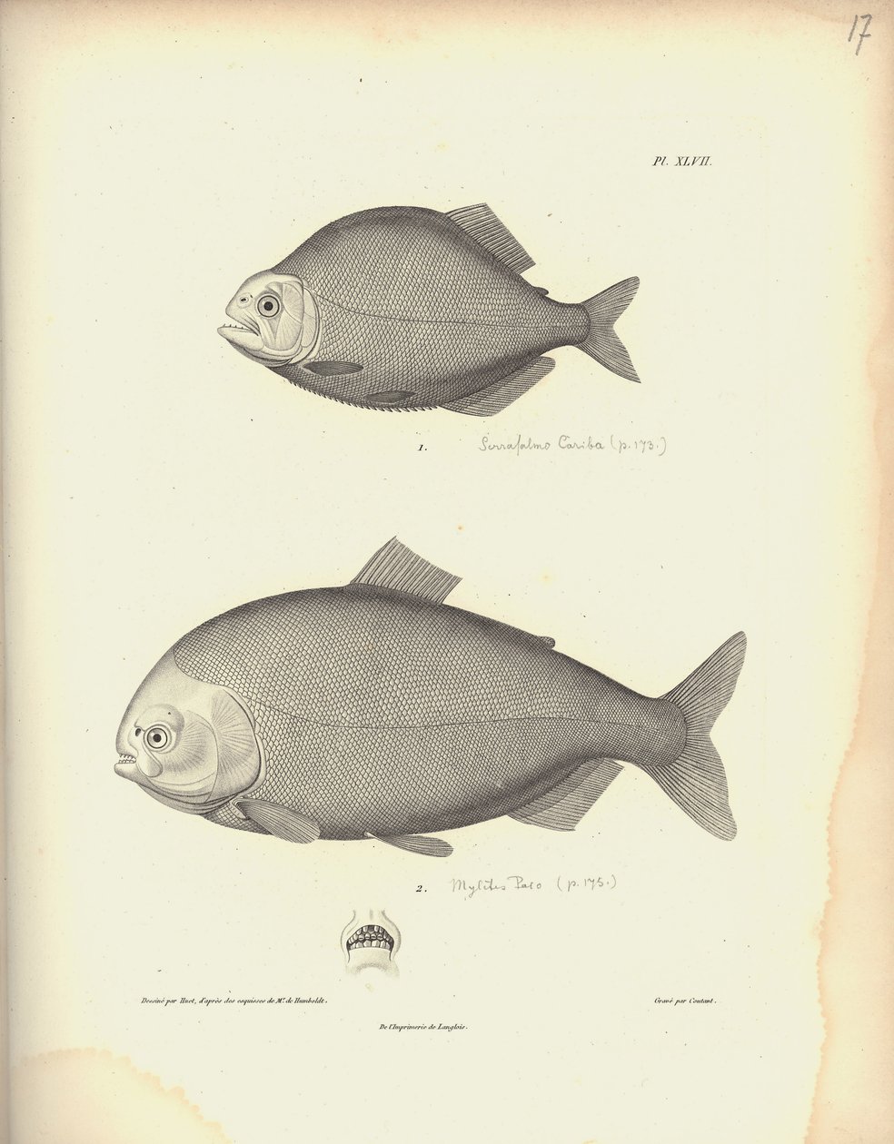 Characidae, Pl. XLVII, teräs kaiverrus Coutant Nicola Huetin (1770-1827) kaiverruksen jälkeen, kuva kokoelmasta 