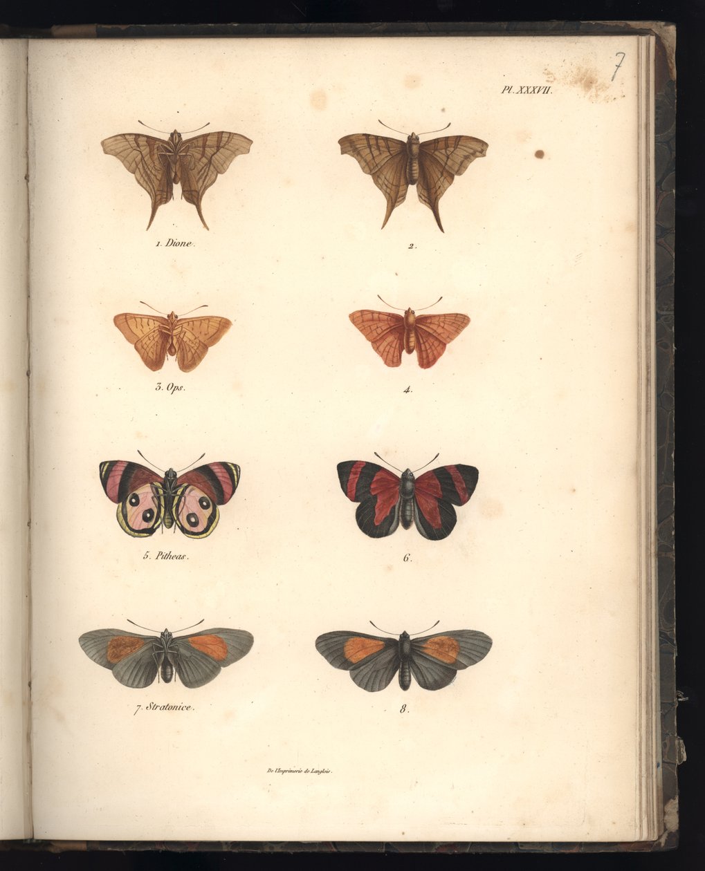 Lepidoptera, Pl. XXXVII, kuva kokoelmasta 
