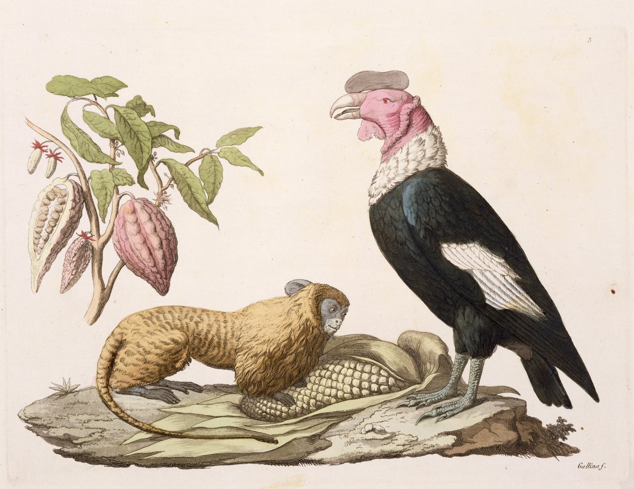 Leijona-apina ja kondori, kotoisin Chilestä tai Ecuadorista, Jules Ferrarion teoksesta "Le Costume Ancien et Moderne", nide II, levy 1, kaiverrettu Gallo Gallinan (1796-1874) toimesta, julkaistu n. 1820-30-luvuilla (värivalokuvattu). tekijältä Baron Friedrich Alexander von Humboldt