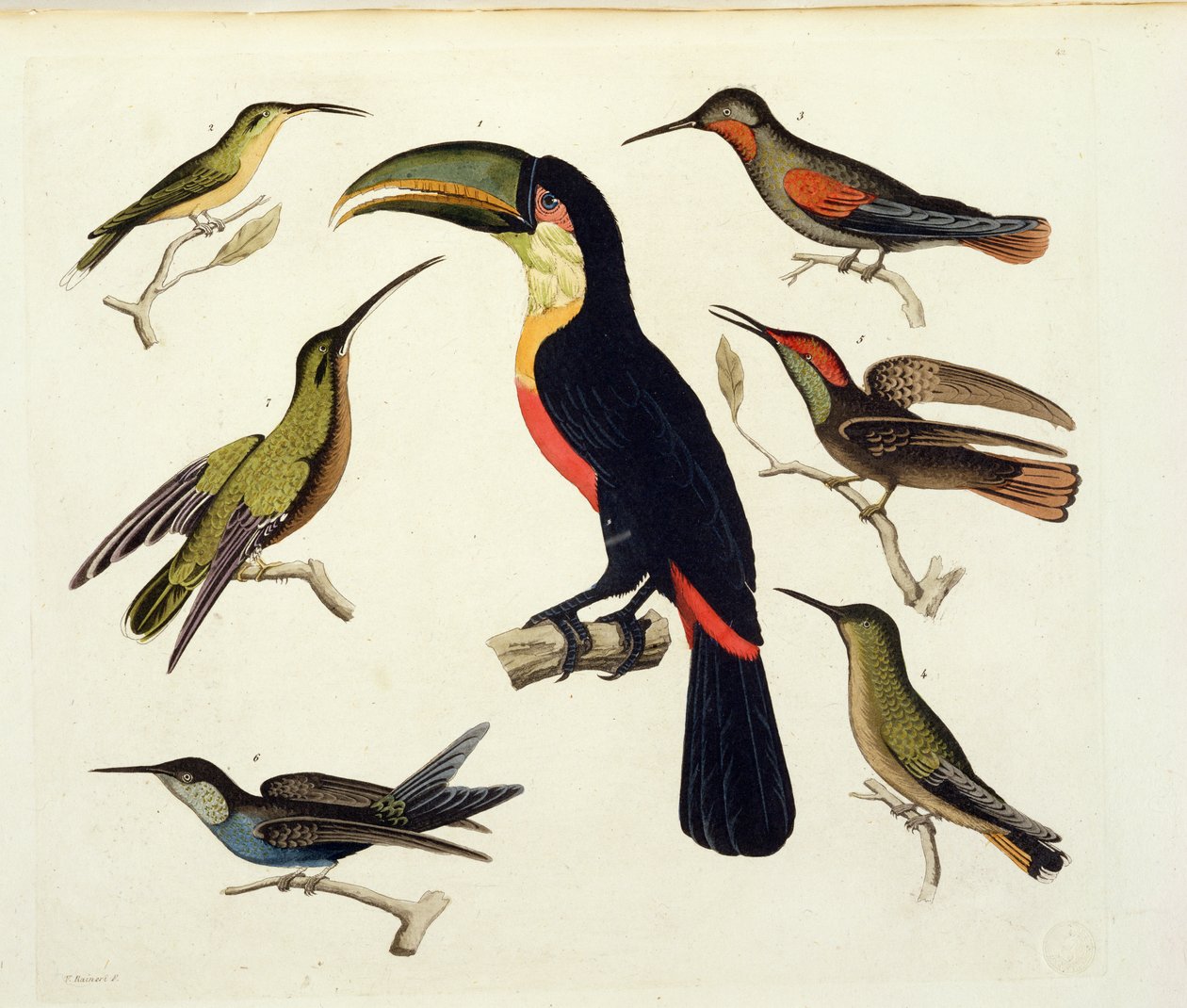 Alkuperäiset linnut, mukaan lukien tukaani (keskellä), Amazon, Brasilia, julkaisusta "Le Costume Ancien et Moderne", osa II, levy 42, Jules Ferrario, kaiverrus V. Raineri, julkaistu noin 1820-30-luvulla tekijältä Baron Friedrich Alexander von Humboldt