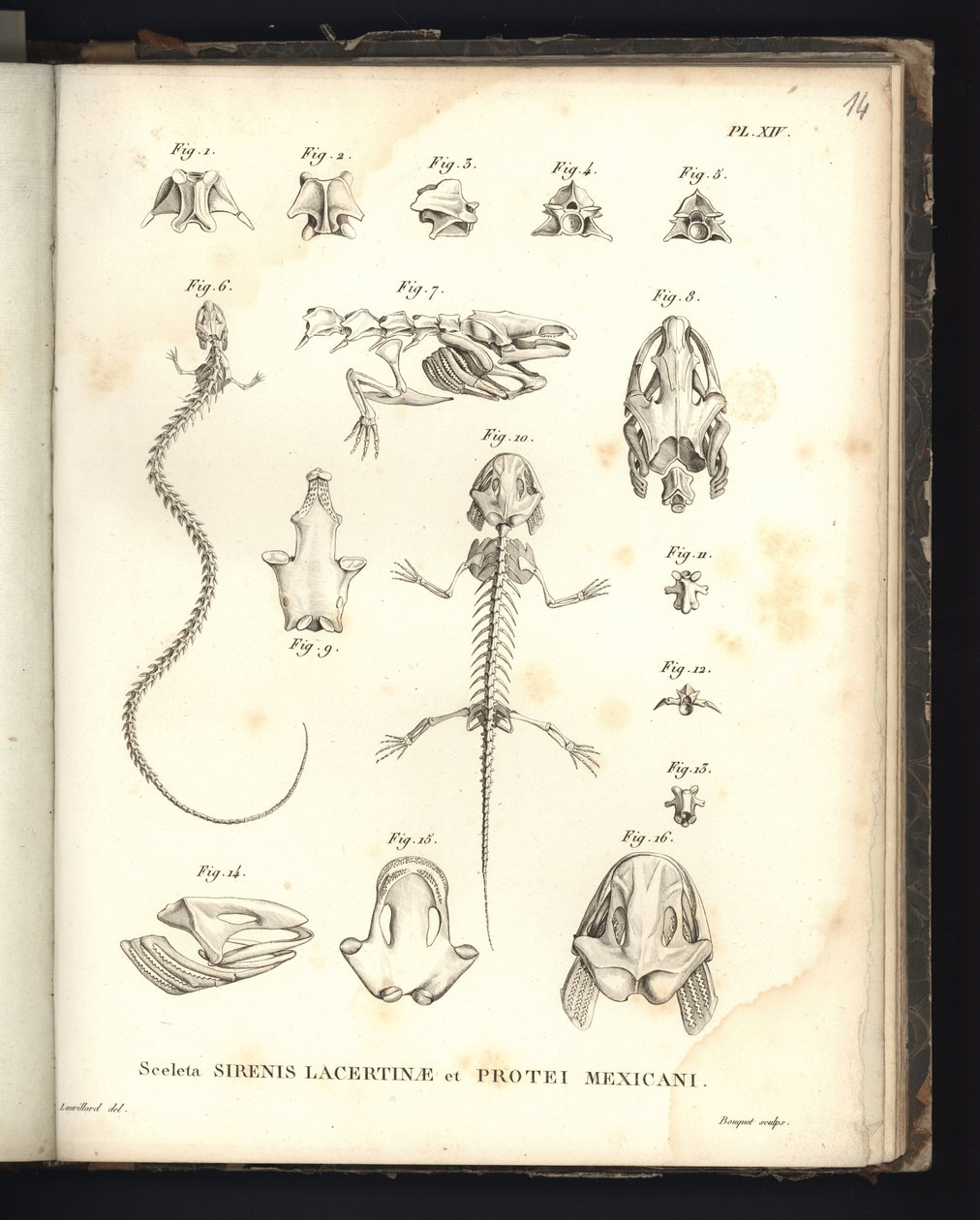 Strenis Lizardin ja Proteuksen Meksikon luurangot, levy XIV, Sirenomelia- ja aksolotlin osteologia tekijältä Baron Friedrich Alexander von Humboldt