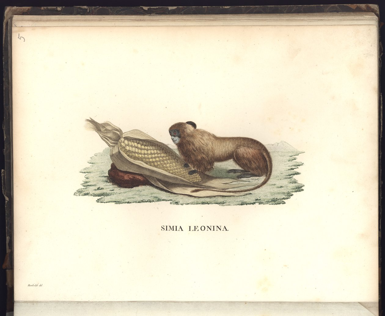 Simia leonina, Pl.V, kuvitus, havainnot eläintieteestä ja vertailevasta anatomiasta, kerätty matkalla uuden mantereen trooppisiin maihin, vuosina 1799, 1800, 18 tekijältä Baron Friedrich Alexander von Humboldt