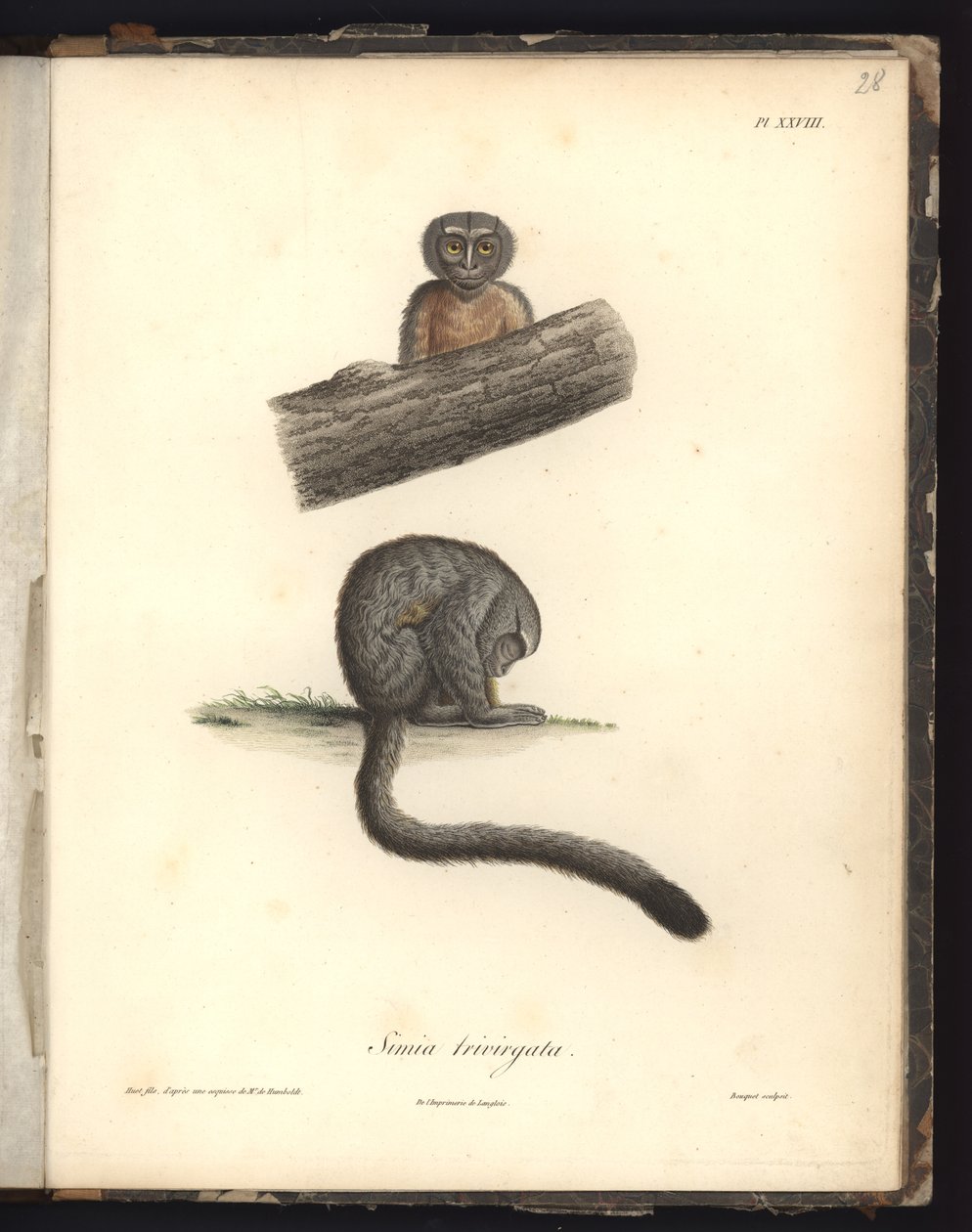 Simia trivirgata, Pl.XXVIII, teräskaiverrus Louis Bouquet (1765-1814) Nicola Huetin (1770-1827) kaiverruksen jälkeen, kuvitus teoksesta "Recueil d